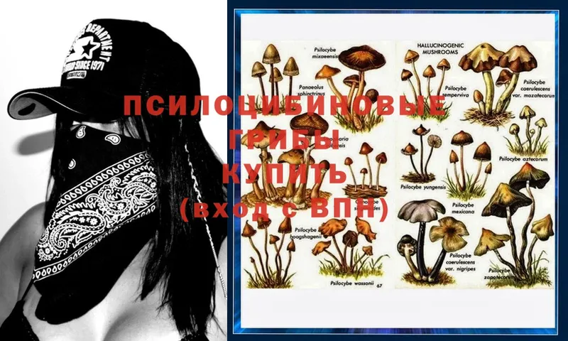 Псилоцибиновые грибы MAGIC MUSHROOMS  Калач-на-Дону 